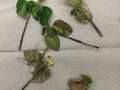 Soybean leaves