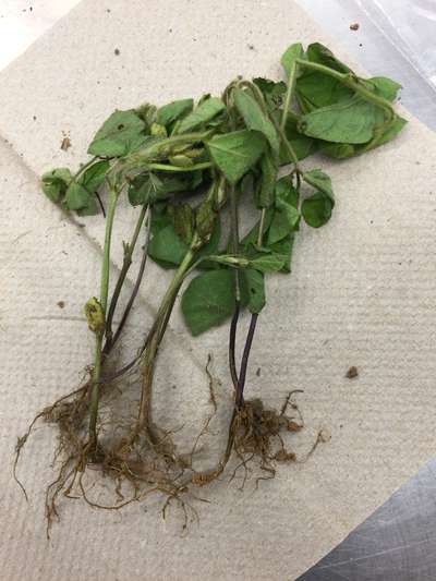 Soybean plant