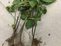 Soybean plant