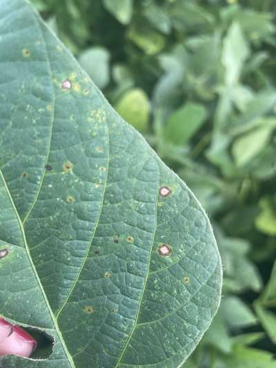 Soybean leaves