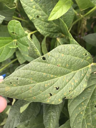Soybean leaves