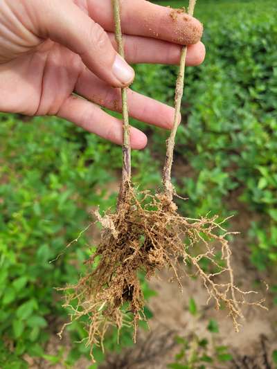 Soybean root system