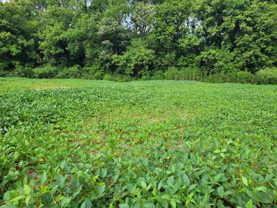Affected field