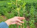 Soybean plant