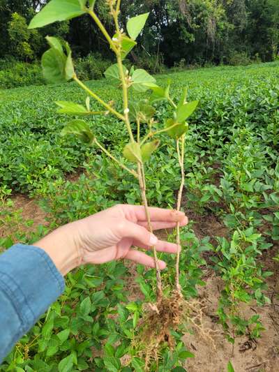 Soybean plant