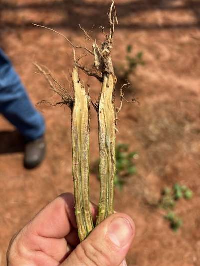 Soybean stem split in half lengthwise