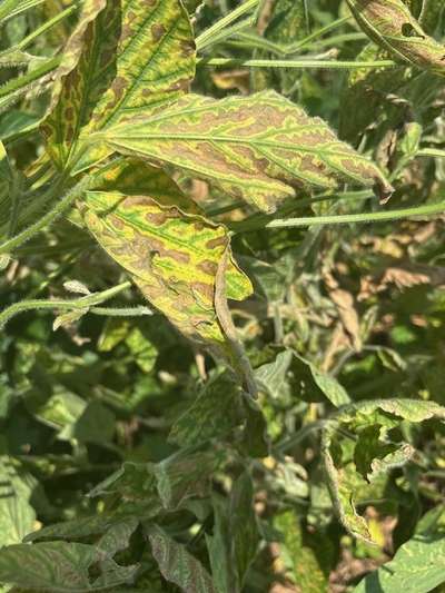 Soybean leaves with browning and yellowing in the field