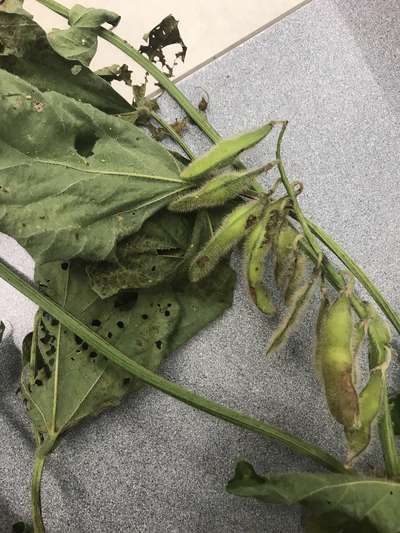 Soybean plant