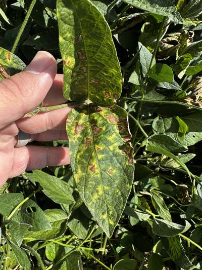 Soybean leaf with browning a yellowing