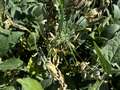 Soybean plant with leaves showing browning and yellowing