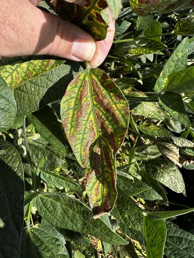 Soybean leaf with browning and yellowing