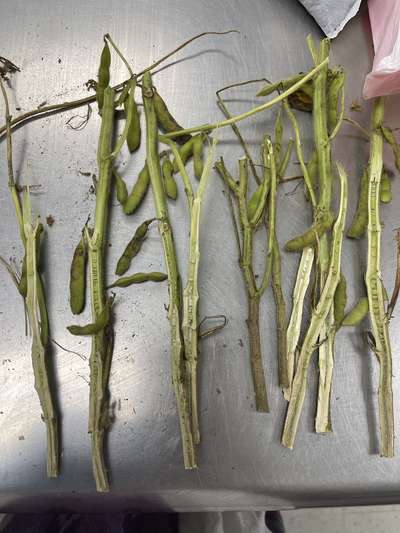 Soybean stems split in half lengthwise