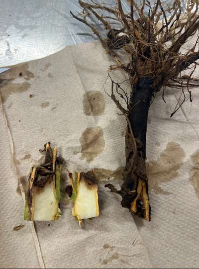 Blackened tobacco pith affected by black shank