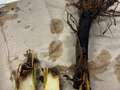 Blackened tobacco pith affected by black shank