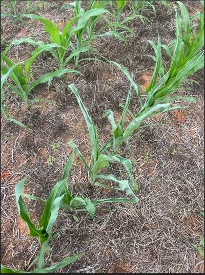 Corn plants