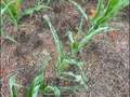 Corn plants