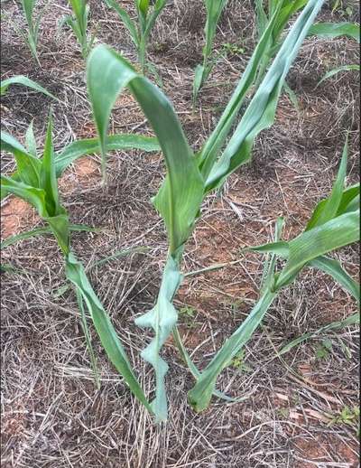 Corn plants