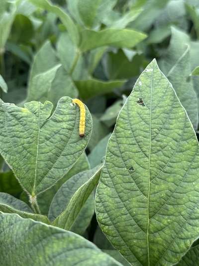 Soybean leaf with corn earworm on it