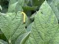 Soybean leaf with corn earworm on it
