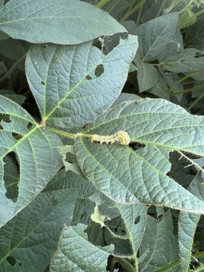 Soybean leaf with corn earworm on it
