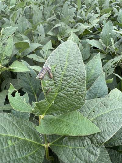 Dried up corn earworm