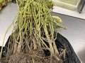 Soybean sample as it was received by clinic