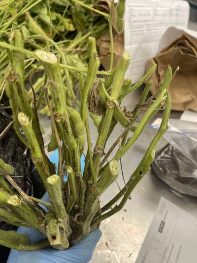 Soybean stems cut in half crosswise
