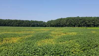 Soybean field