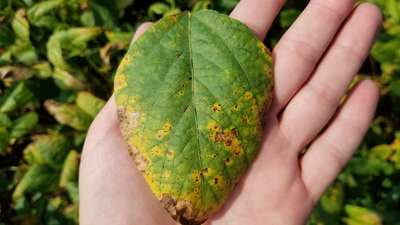 Soybean leaf