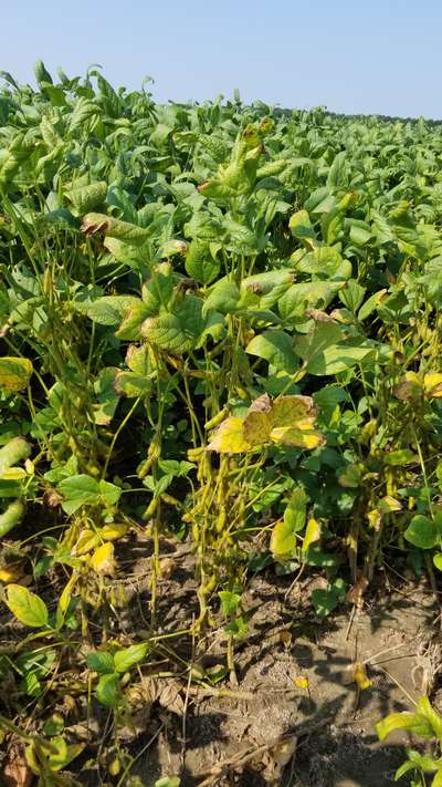 Soybeans in field