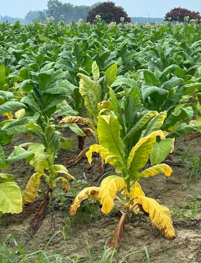 Tobacco plant affected by Granville wilt, yellowing and wilting