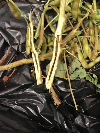 Soybean stem