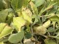 Tobacco seedlings showing yellowing