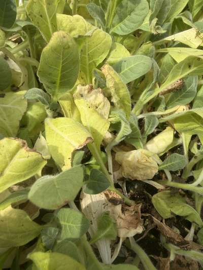 Tobacco seedlings showing yellowing