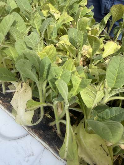 Tobacco seedling showing yellowing