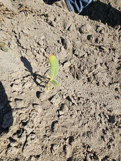 Tobacco seedling in the field affected by TMV