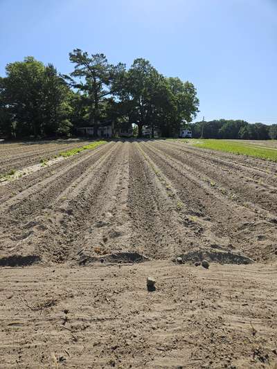 Tobacco field affected by TMV