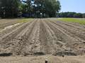 Tobacco field affected by TMV