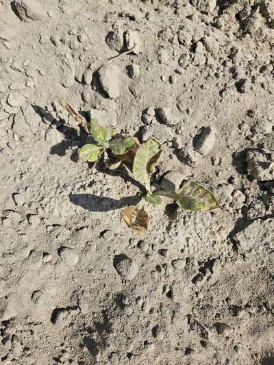 Tobacco plants affected in the field