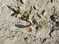 Tobacco plants affected in the field