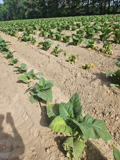 Tobacco field affected by TSWV