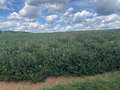 Affected soybean field