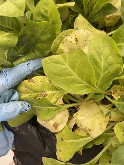 Tobacco seedlings with brown target spot lesions on them