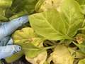 Tobacco seedlings with brown target spot lesions on them