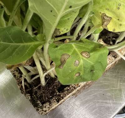 Tobacco seedlings with brown target spot lesions on them