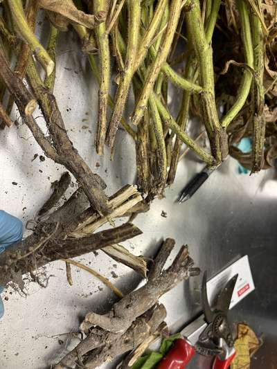 Soybean stem