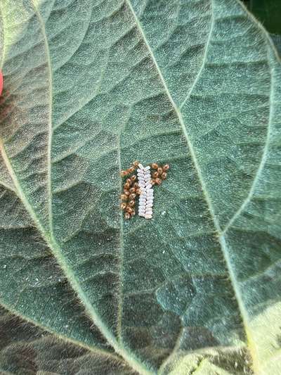 Up-close photo of a soybean leaf with multiple immature kudzu bugs present
