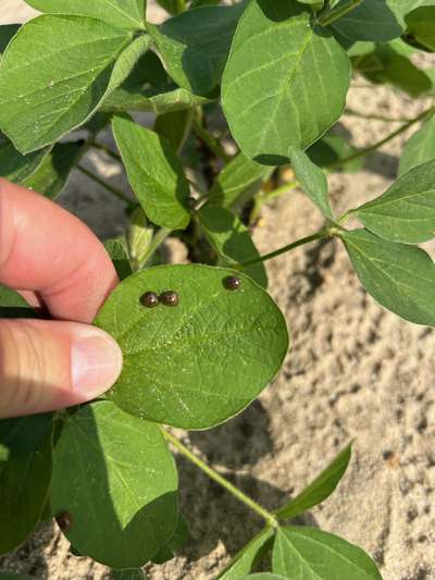 Up-close photo of a soybean leaf with multiple kudzu bugs present