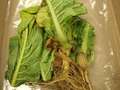 Tobacco sample as received by the clinic