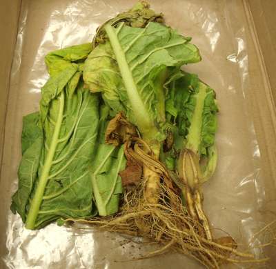 Tobacco sample as received by the clinic